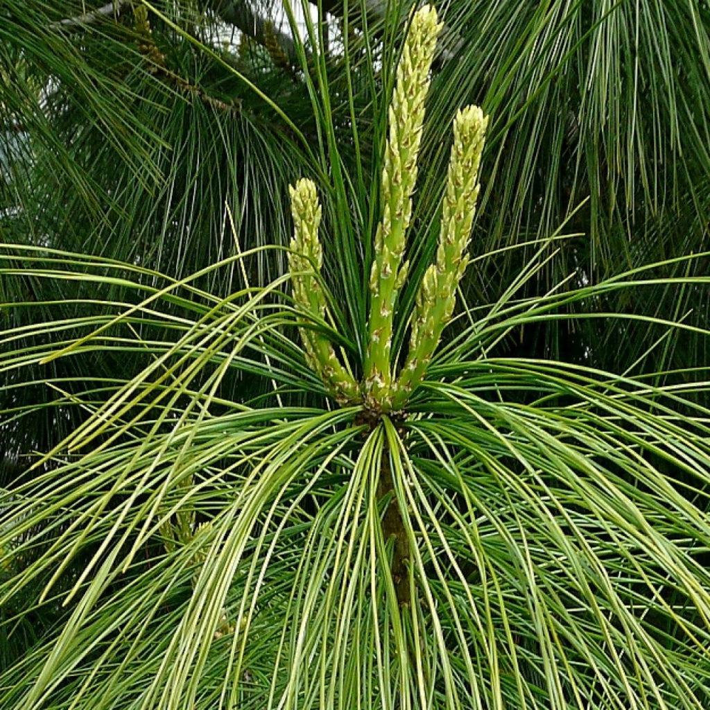 HIMALAYAN BLUE PINE Pinus Wallichiana griffithi - 10 SEEDS