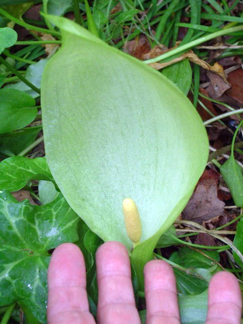 15 ITALIAN ARUM SEEEDS - ARUM ITALICUM