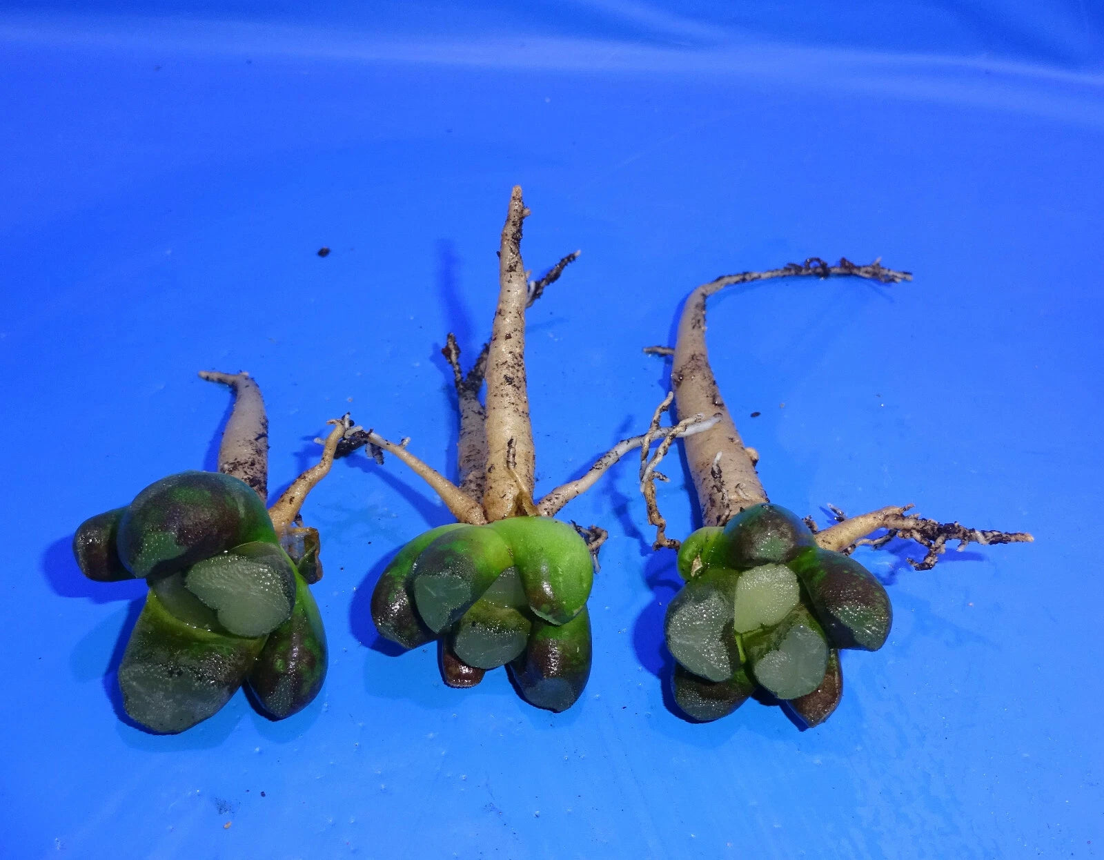 Haworthia maughanii BIG WINDOW, 3 PLANTS, STRONG TAPROOTS, Phyto available