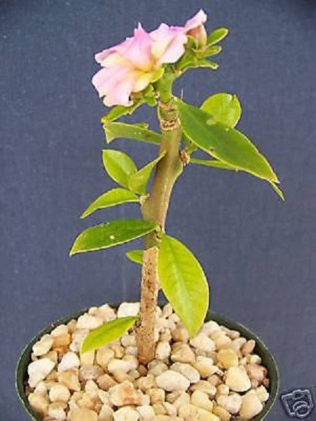 Pereskia grandifolia exotic rare succulent cacti bonsai caudex plant cactus 4