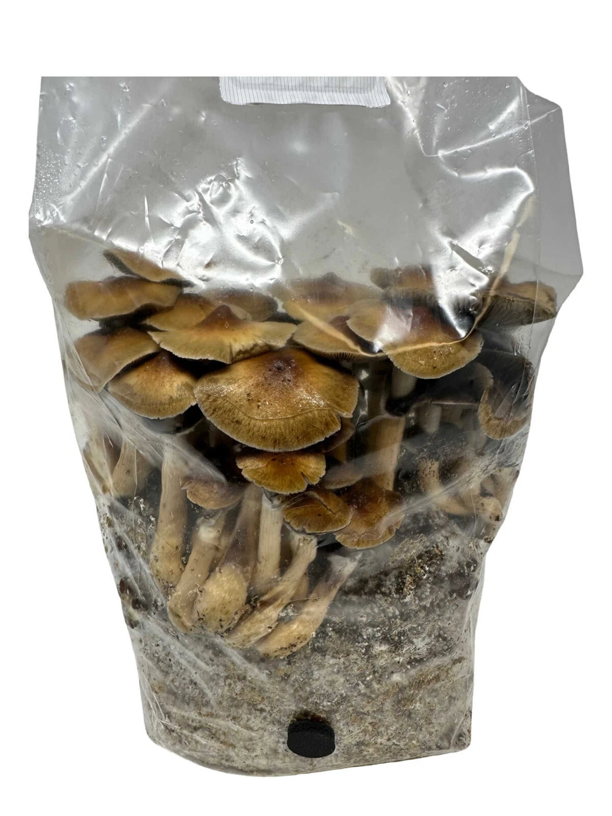 Myco Labs All in One Mushroom Grow Kit in a Bag 4 Lbs