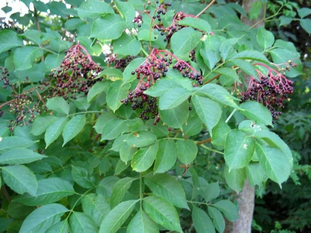 AMERICAN ELDERBERRY Sambucus Canadensis - 25 SEEDS. FREE S&H