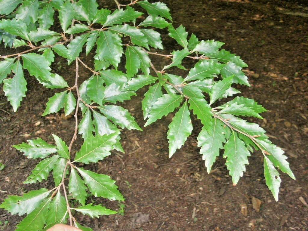 12 AMERICAN BEECH SEEDS - Fagus grandifolia