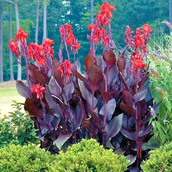 10 PURPLE LEAF CANNA SEEDS with orange flowers