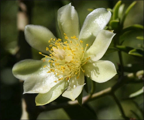 Pereskia aculeata VARIEGATED rare plant cactus 4 pot V
