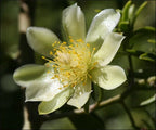Pereskia aculeata VARIEGATED rare plant cactus 4 pot V