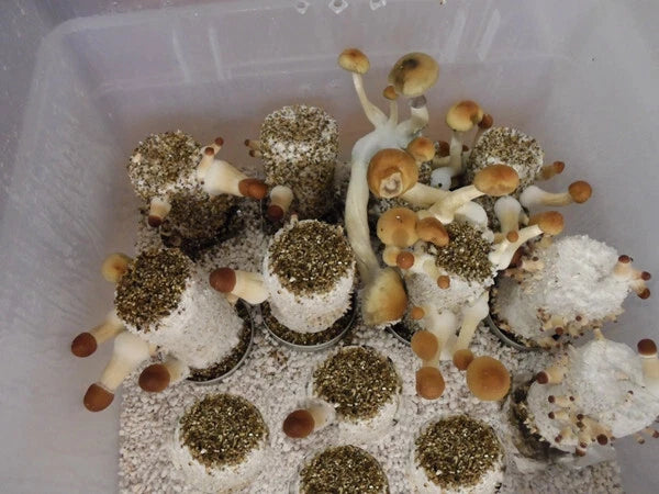 Mega Mushroom Growing & Incubator Kit  | Fully Automated  |  18 Sterilized Jars