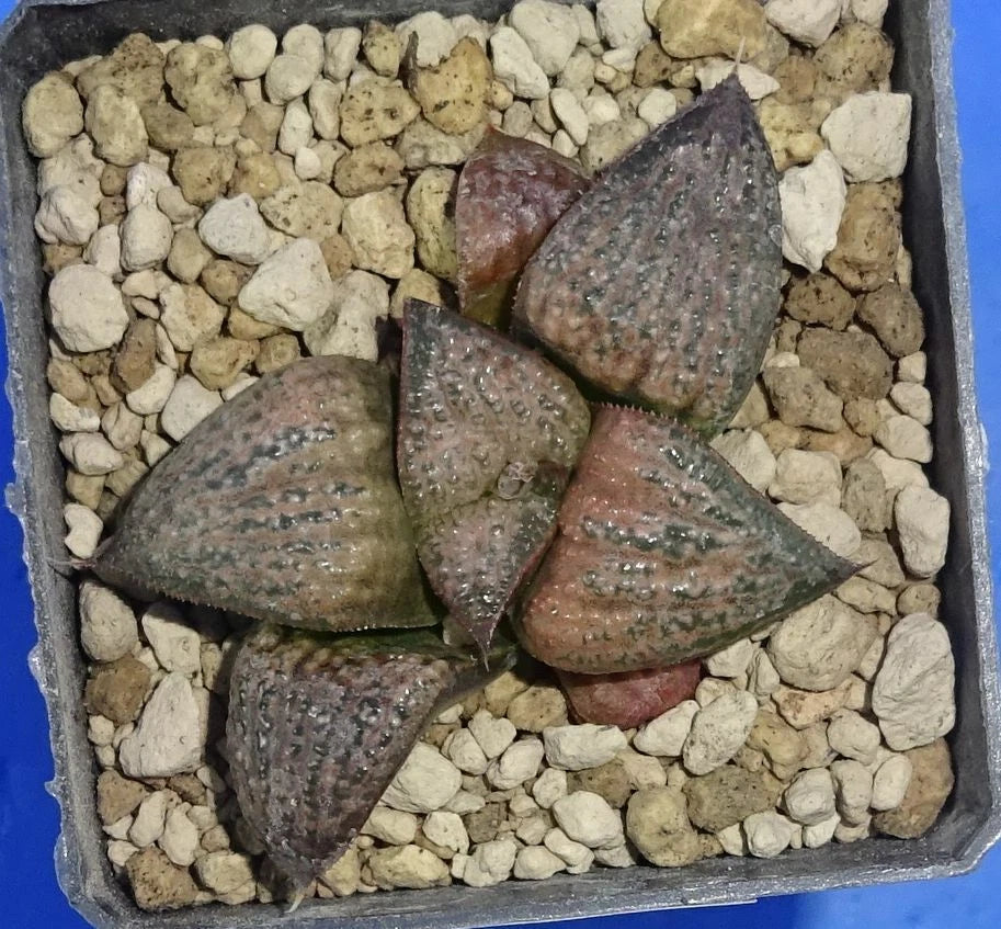 Haworthia magnifica var. splendens 'HANA AOI', 5 cm p o t , Phyto available
