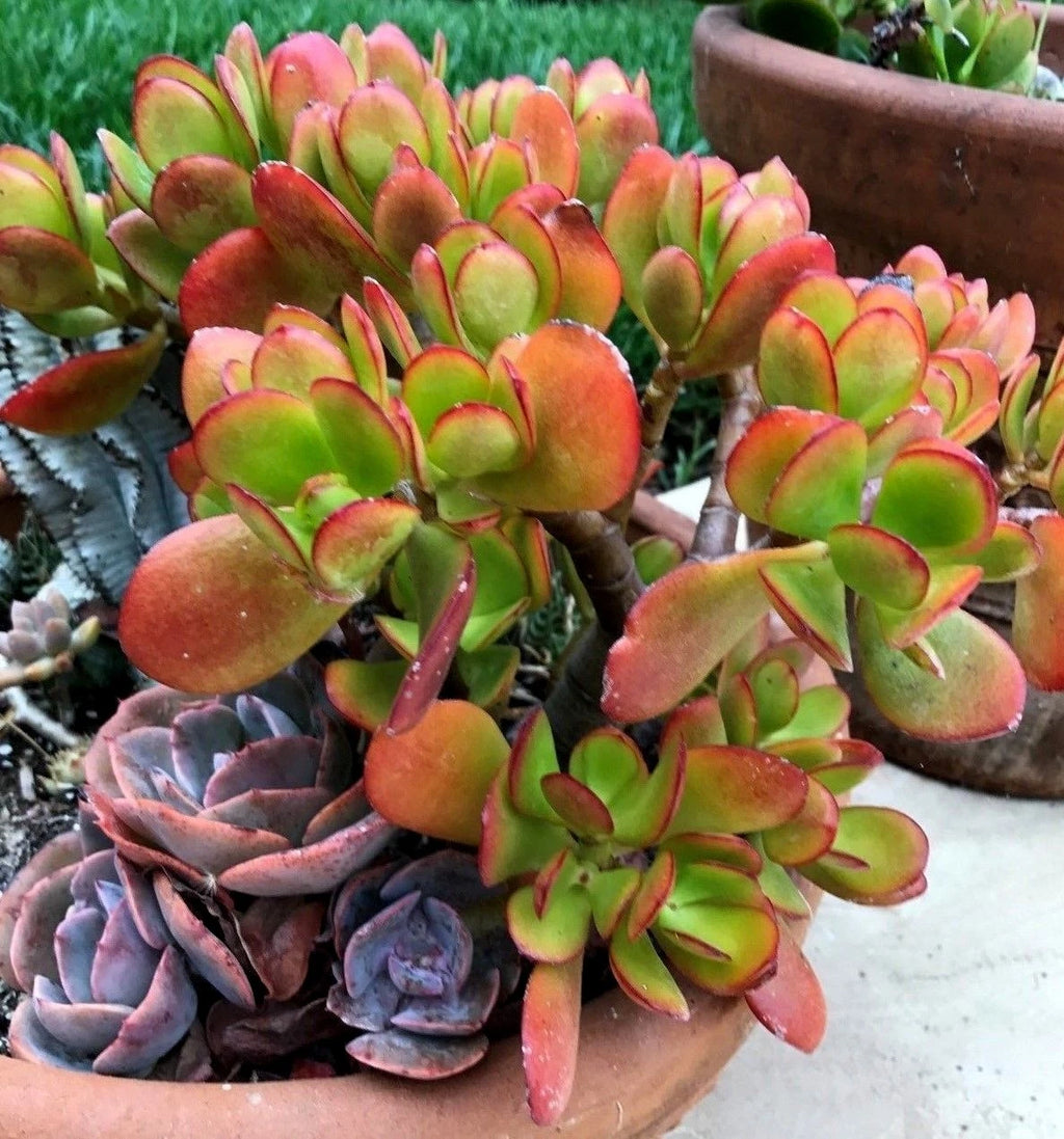 Crassula ovata ¨C Jade Plant, This is for 2 Cuttings, 3 - 5 in length