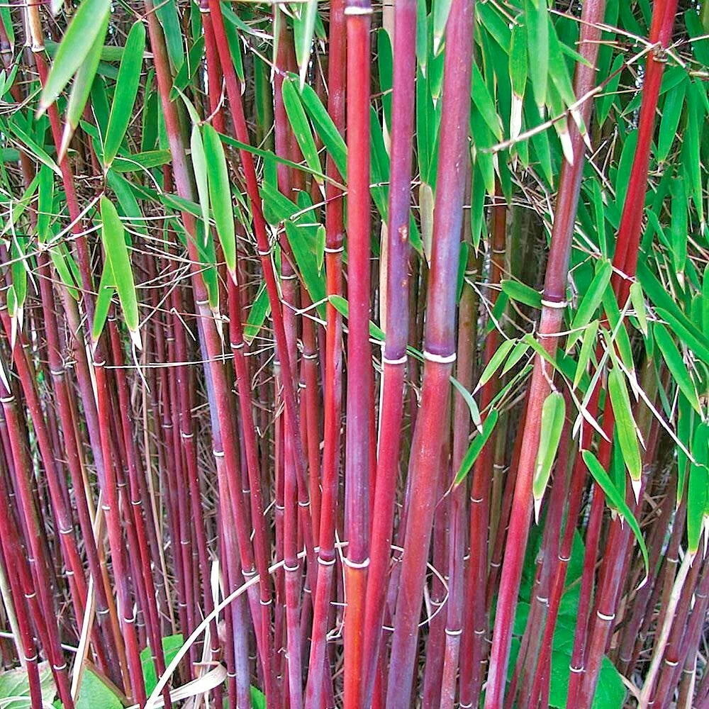 10 RED DRAGON CLUMPING BAMBOO SEEDS