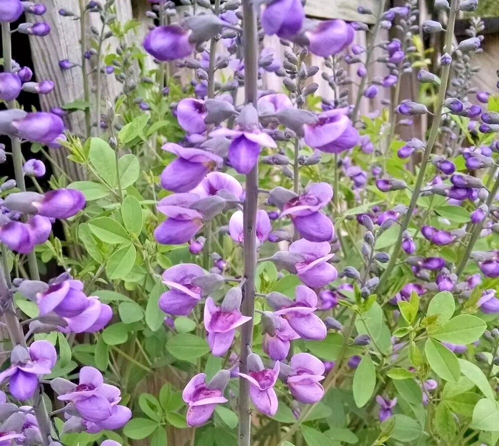 15 PURPLE SMOKE FALSE INDIGO SEEEDS - Baptisia ¡®Purple Smoke¡¯
