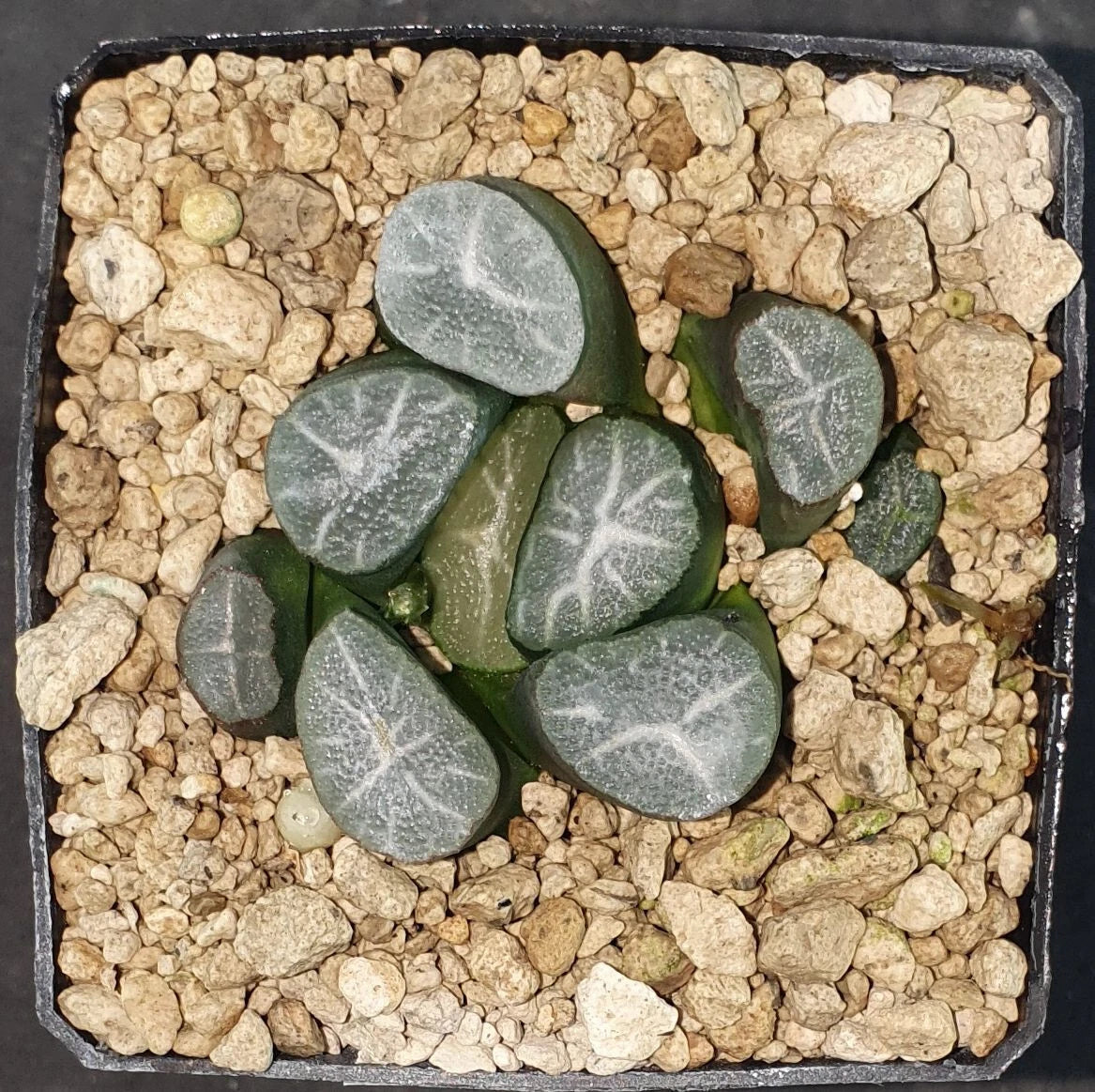 HW037 Haworthia maughanii 'CINDERELLA', 5 cm p o t , Phyto available