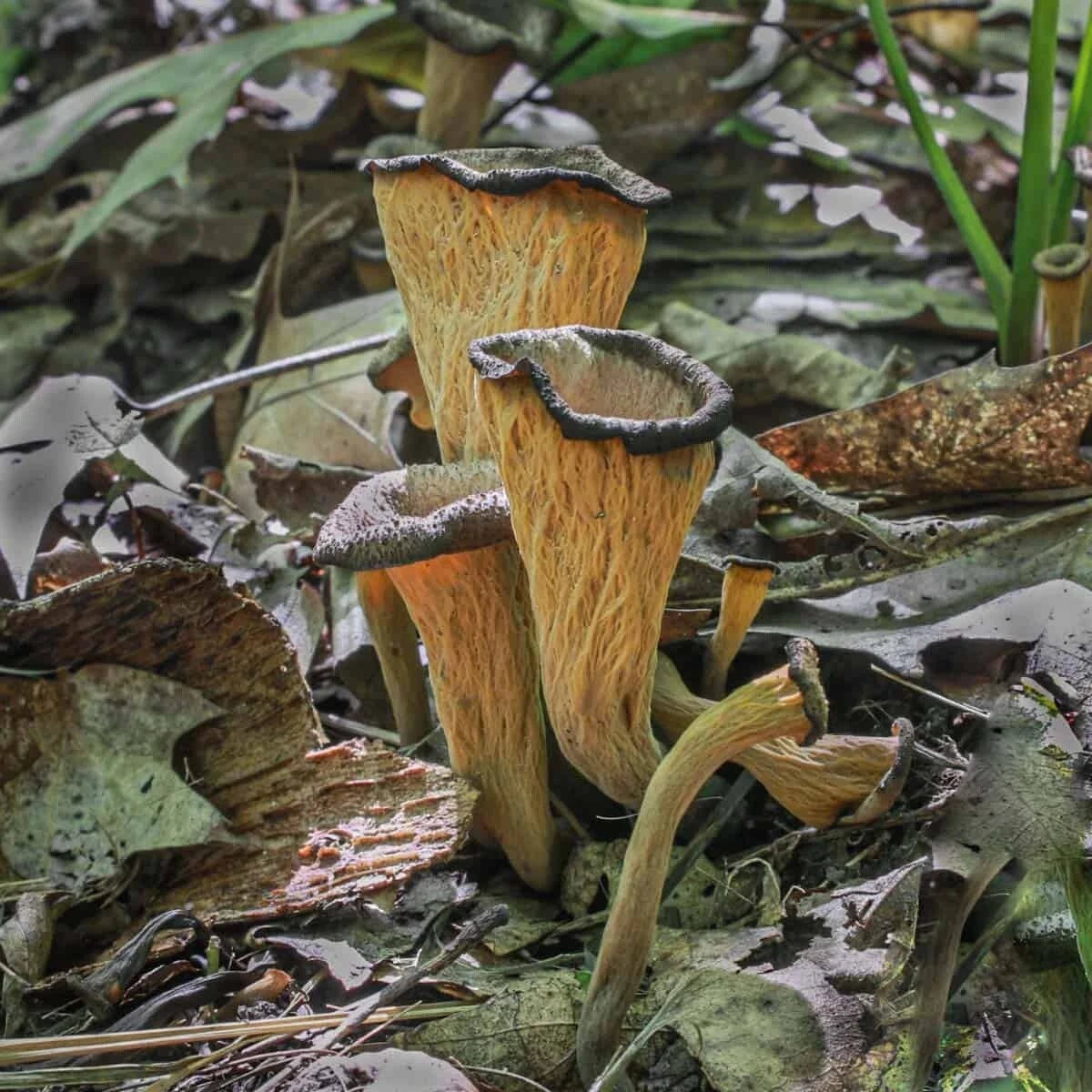 Black Chanterelle Trumpet Mushroom Spores in Sawdust Bag Garden Grow Kit 5gal