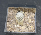 Pelecyphora strobiliformis Viesca, SLP,   read description!