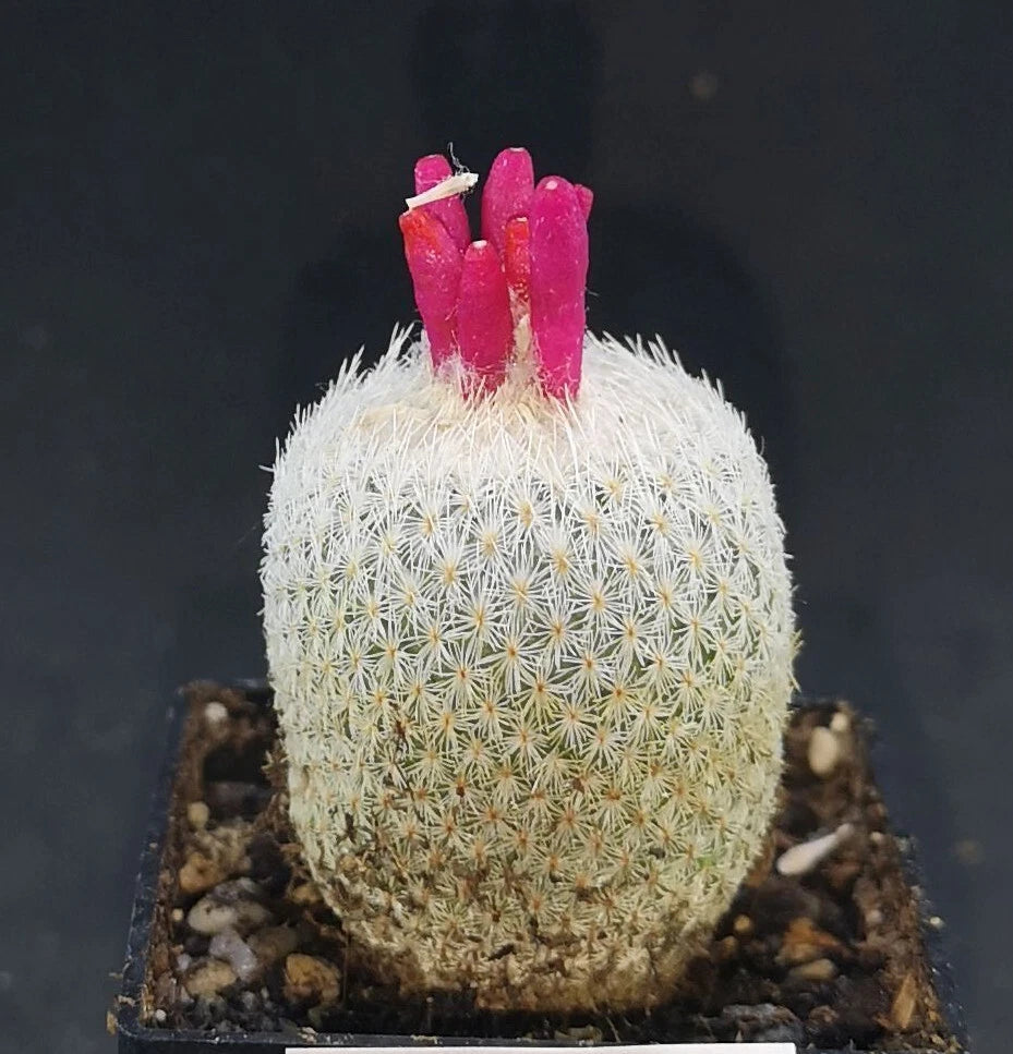 Epithelantha micromeris ssp. pachyrhiza read description!