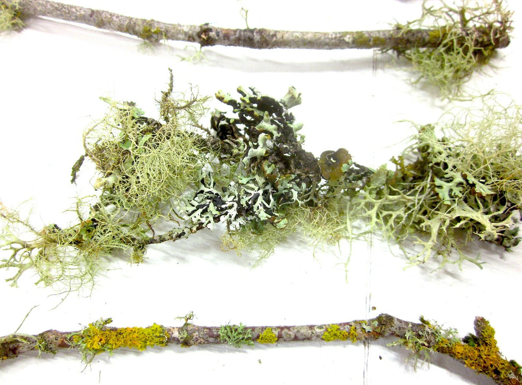 10 count 6-12 Live Lichen & Moss Covered Wood Sticks, Terrarium Fairy garden