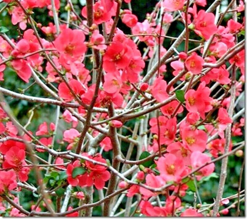 15 PHYLLIS MOORE FLOWERING QUINCE SEEDS -  - Chaenomeles speciosa 'Phyllis Moore