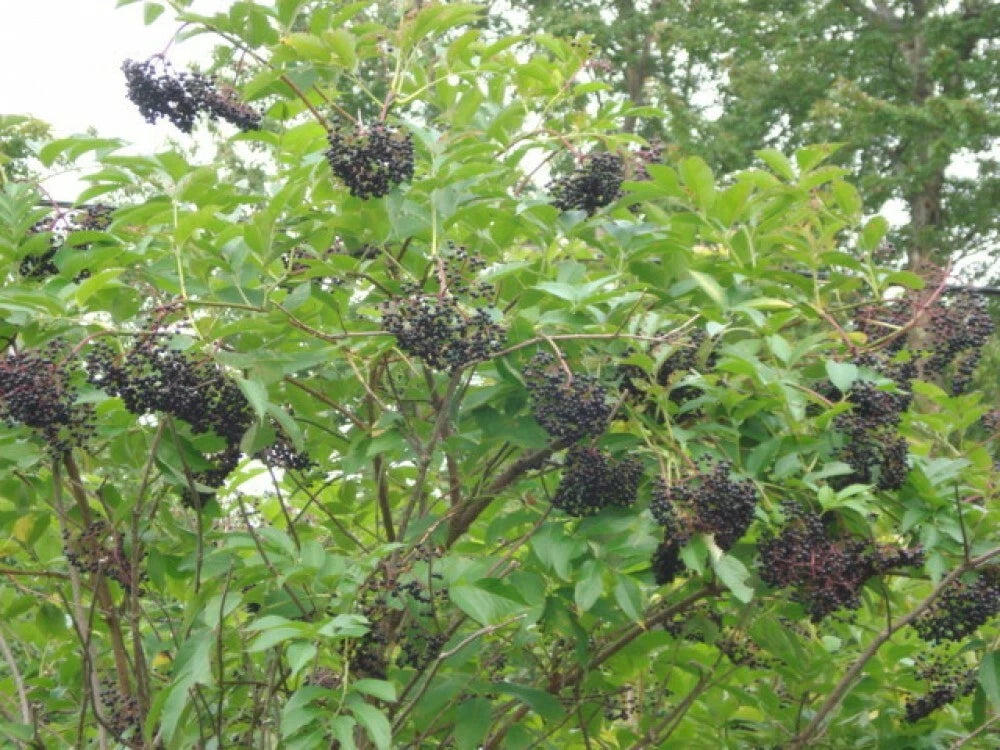 AMERICAN ELDERBERRY Sambucus Canadensis - 25 SEEDS. FREE S&H