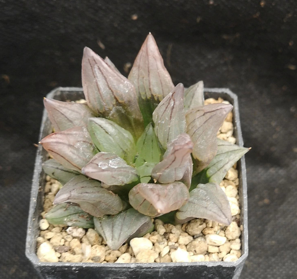 Haworthia atrofusca 'WATERMELON MUTANT' ! Read description!, Phyto available