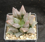 Haworthia atrofusca 'WATERMELON MUTANT' ! Read description!, Phyto available