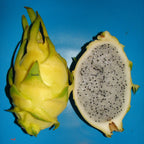~GOLDEN DRAGON~ DragonFruit Pitaya White Pulp Yellow Fruits Undatus Seeds EXOTIC