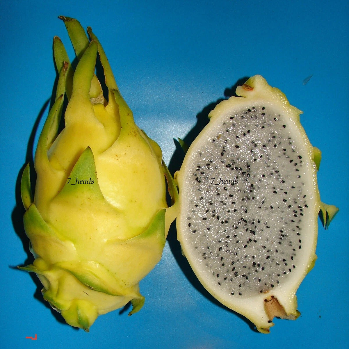 ~GOLDEN DRAGON~ DragonFruit Pitaya White Pulp Yellow Fruits Undatus Seeds EXOTIC