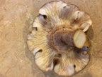 Mushroom plug spawn variety pack 4 100 packs