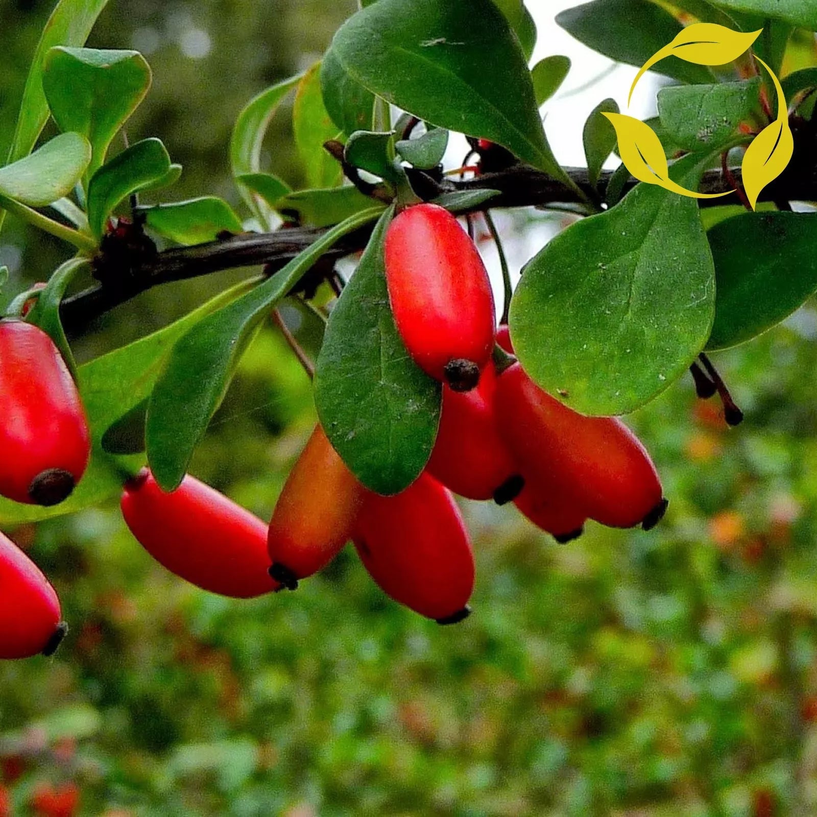EUROPEAN BARBERRY Berberis Vulgaris - 20+ SEEDS