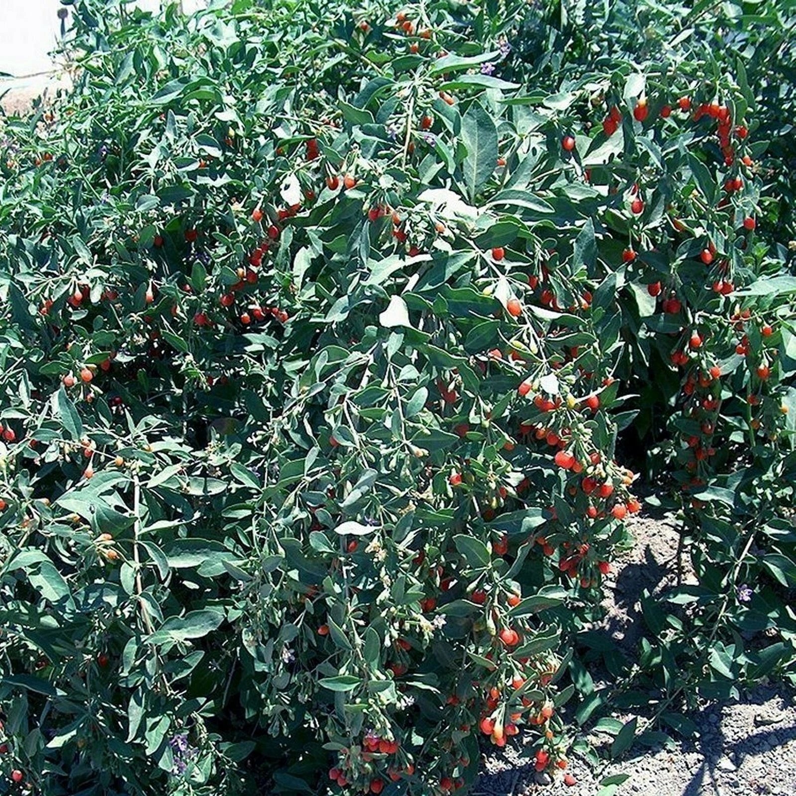 T179C Lot 10 Goji Berry Fresh Cuttings From Mature Plant Will Flower Fruit Soon