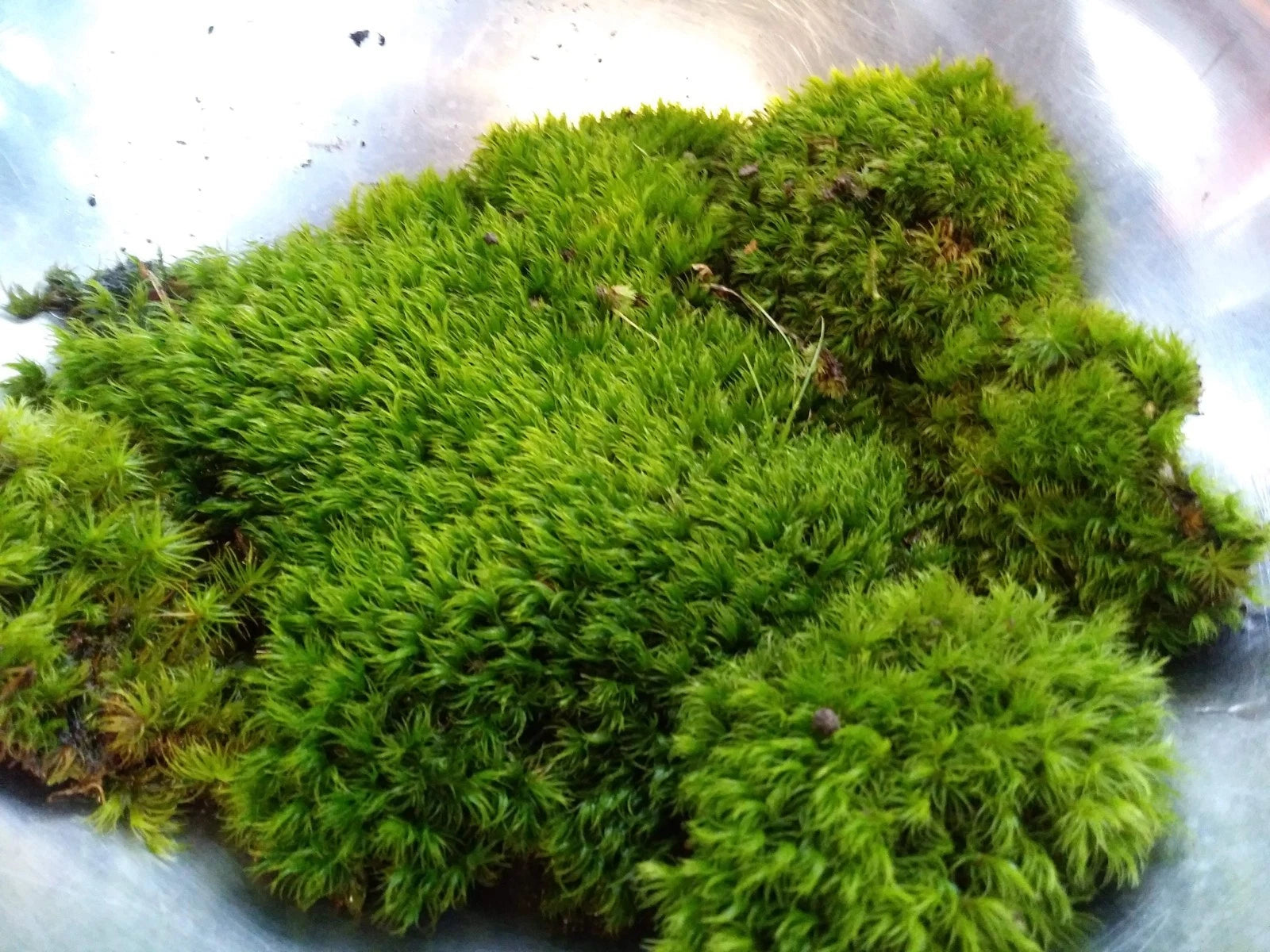 1 Gal. BAG Live KENTUCKY Mood/Fern/Shee
