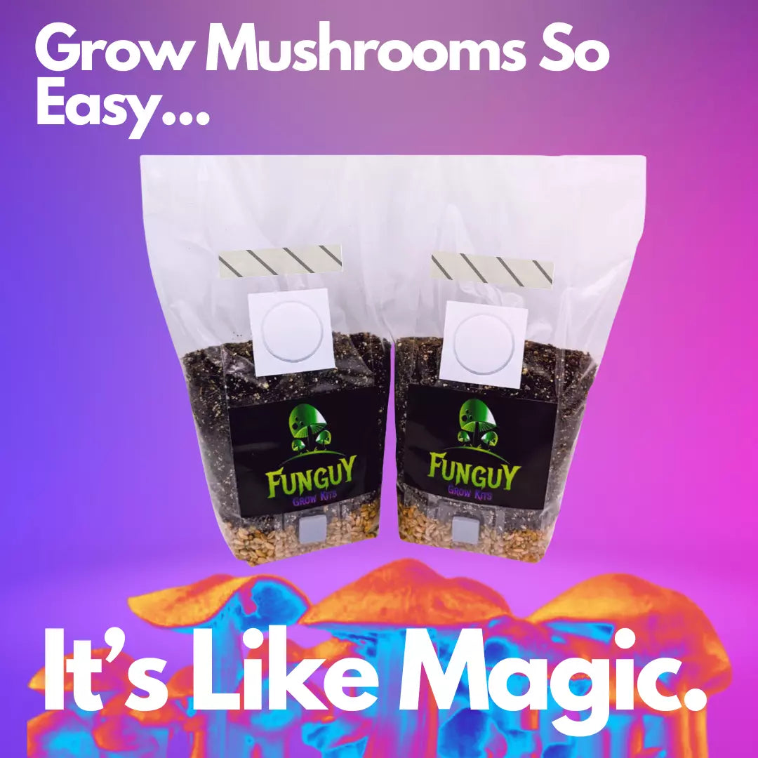 2-Pack - All-in-One Mushroom Growing Kit Sterile Grow Bag Rye Grain Substrate