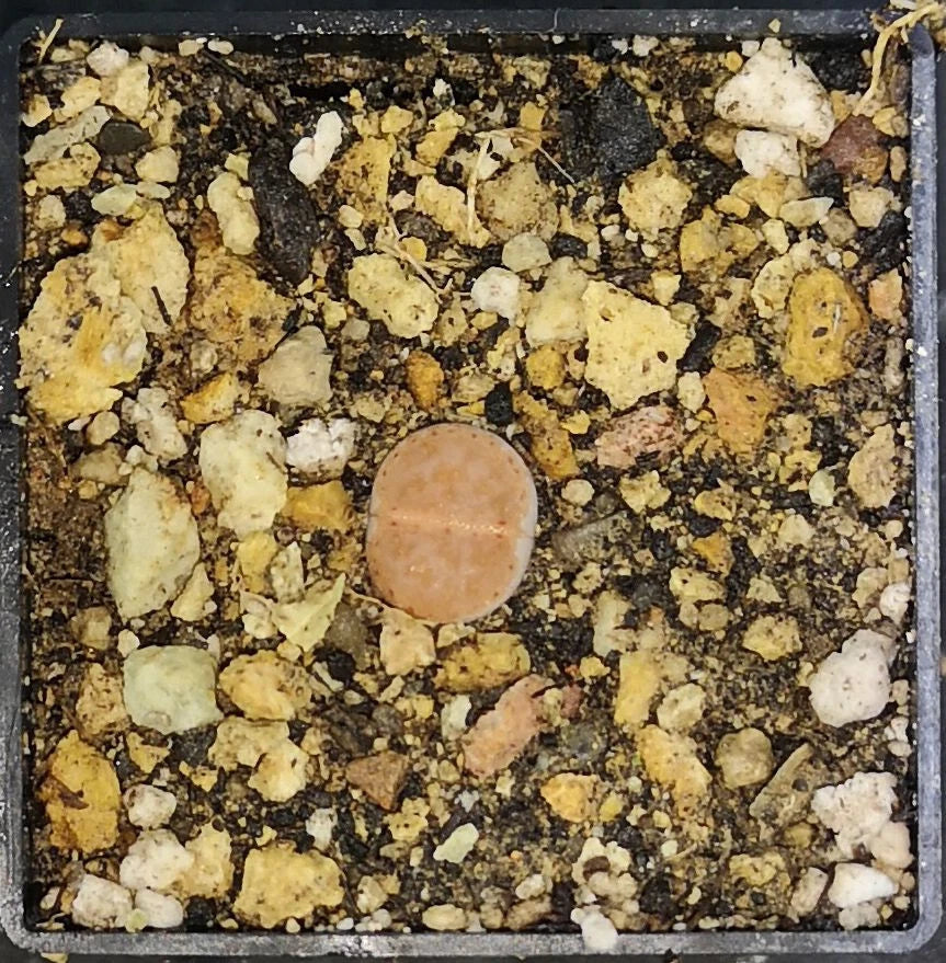 Lithops julii littlewoodii 'Pink' C218A , phyto available, living stone, mesemb