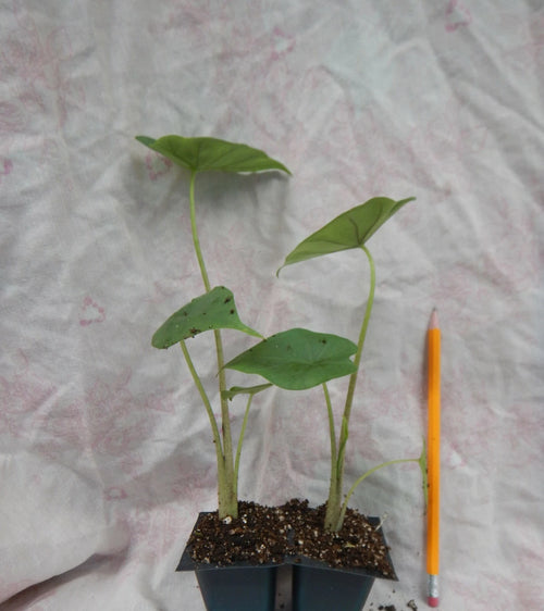 **THAILAND GIANT** Elephant Ear Colocasia Esculenta Starter Plant**USA Seller**