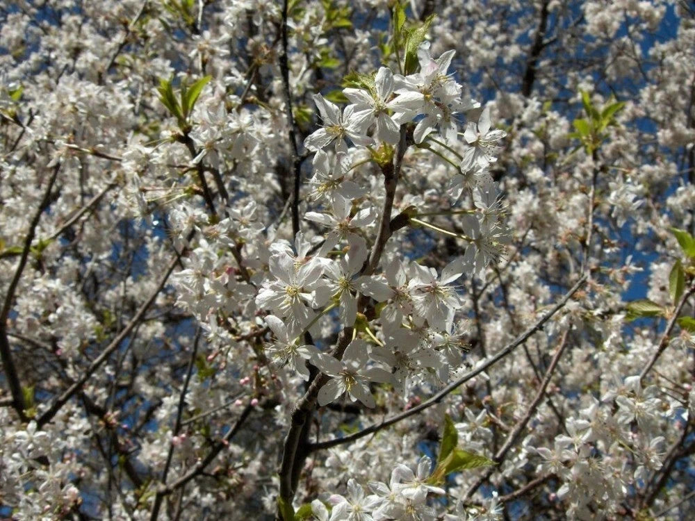 EUROPEAN PLUM Prunus Domestica - 5 SEEDS