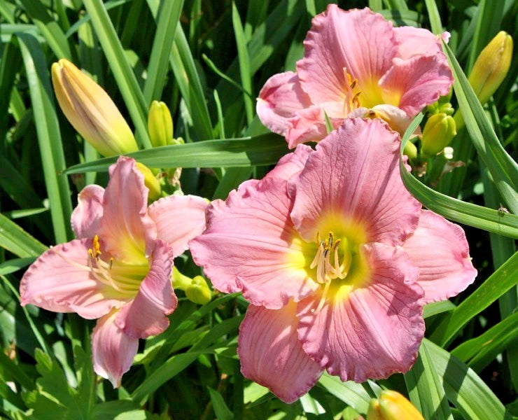 10 RHYTHUM AND HUES DAYLILY SEEEDS -  Hemerocallis 'Rhythm and Hues')'