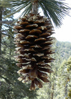 SUGAR PINE Pinus Lambertiana - 5+ SEEDS