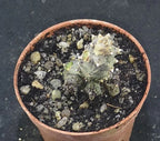 Ceropegia stapeliformis monstruosa , read description!, Phyto available