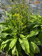 50 Perennial Turkish Rocket seeds Zones 4-9