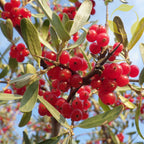 SILVER BUFFALOBERRY Shepherdia Argentea - 20+ SEEDS.