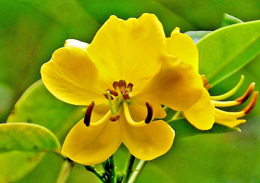 15 ARGENTINE SENNA SEEEDS - Senna corymbosa