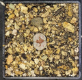 Lithops julii 'Hot Lips¡¯ C183A , phyto available, living stone, mesemb