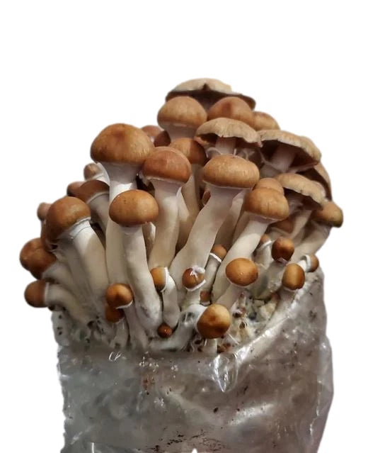 Myco Labs All in One Mushroom Grow Kit in a Bag 4 Lbs