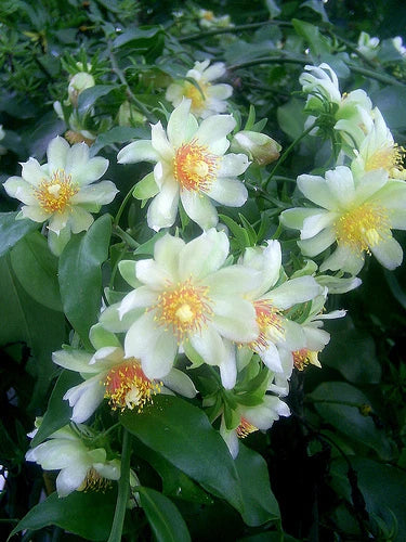 Pereskia aculeata VARIEGATED rare plant cactus 4 pot V