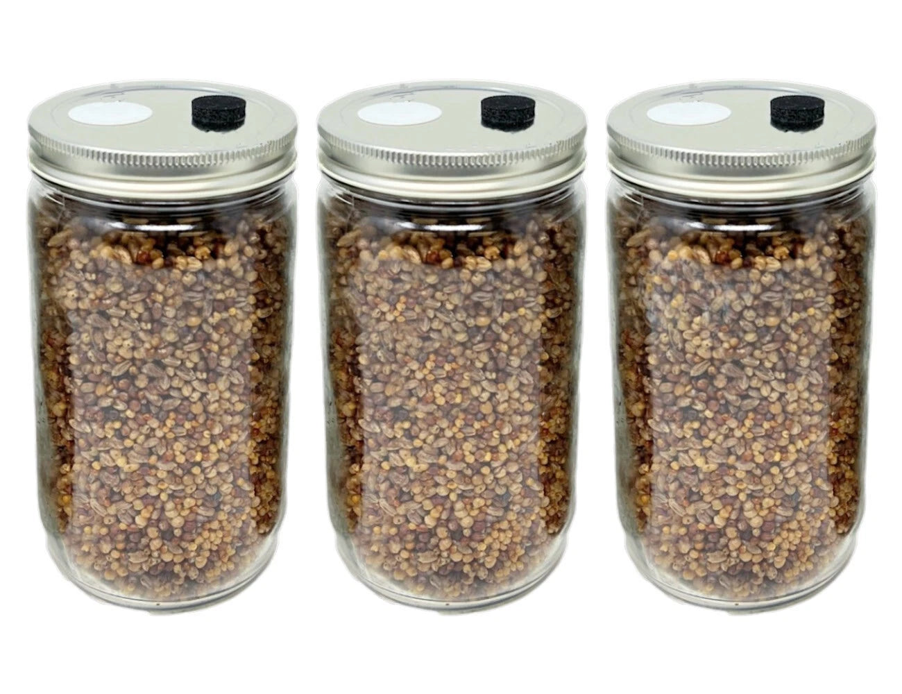 Premium 5-Grain Mushroom Quick Colonizing 32oz 5-Grain Spawn Jars 3-Pack