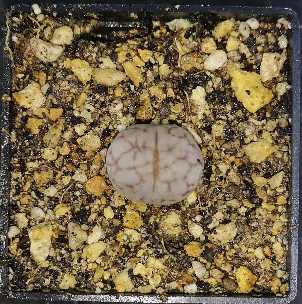 Lithops nuwa stone L393 , phyto available
