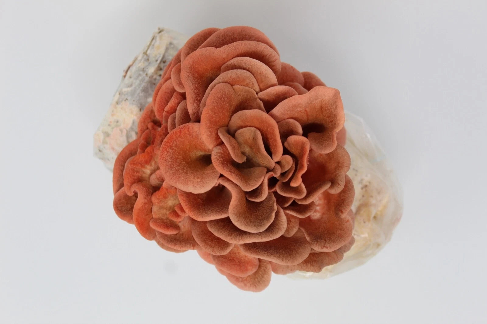 Pink Oyster Mushroom Grow Kit by Forest Origins | Beginner Mushroom Growing Kit