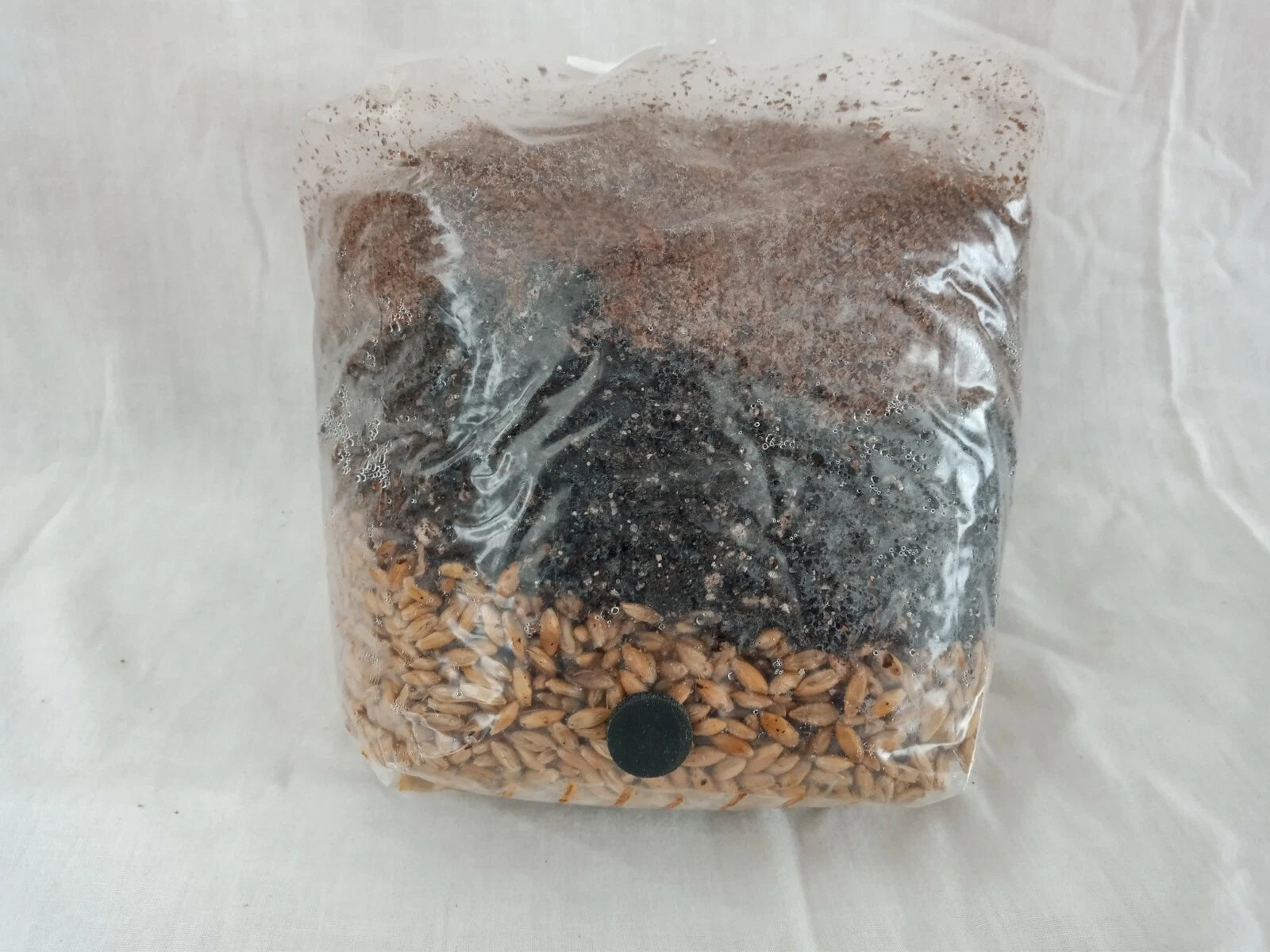 All in One Mushroom Grow Bag Sterilized 3.5 lb GROWING BIO-BAG KIT FAST SHIP [A]