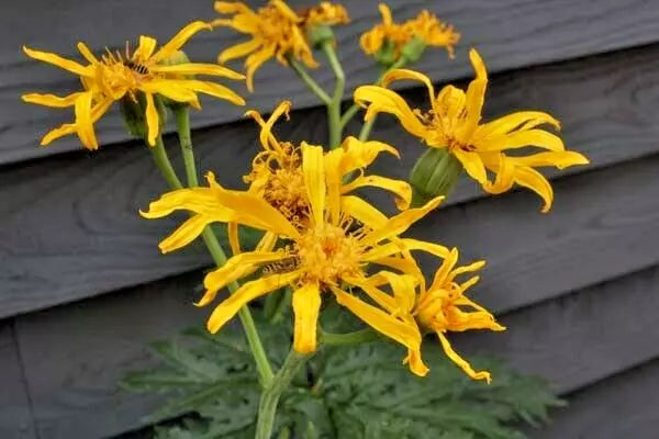 15  CHINESE DRAGON JAPANESE LIGULARIA SEEEDS - Ligularia japonica Chinese Dragon