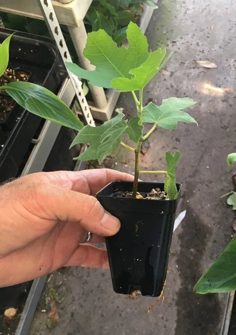 Fignomenal Dwarf Fig Tree ¨C Dwarf Fig Plant ¨C Self Fertile
