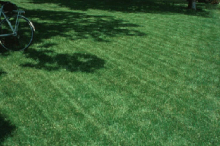 Turf Type Tall Fescue Seed, 1 lb. Pack, Lawn Grass Seed, Professional Mix